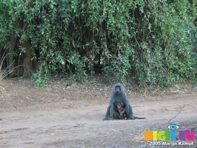 14127 Baboon with baby